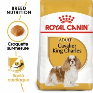 CAVALIER KING CHARLE ADULT