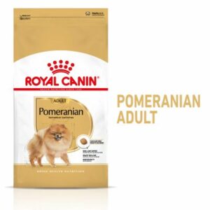 POMERANIAN ADULT